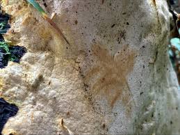 Attēlu rezultāti vaicājumam “Perenniporia subacida”