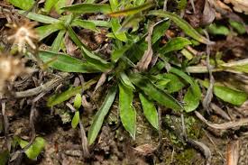 Attēlu rezultāti vaicājumam “Gnaphalium sylvaticum”