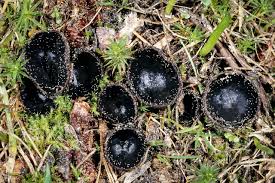 Attēlu rezultāti vaicājumam “Pseudoplectania nigrella”