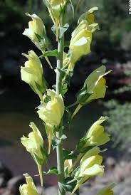 Attēlu rezultāti vaicājumam “Linaria loeselii flower”