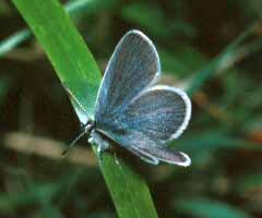 Attēlu rezultāti vaicājumam “Cupido minimus underside”