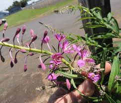 Attēlu rezultāti vaicājumam “Epilobium angustifolium leaf”