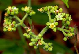 Attēlu rezultāti vaicājumam “Vitaceae”