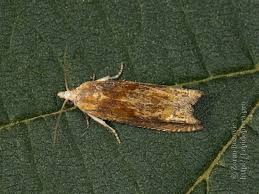 Attēlu rezultāti vaicājumam “Eucosma aspidiscana”