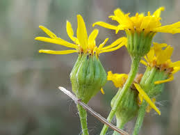 Attēlu rezultāti vaicājumam “Aphis jacobaeae”