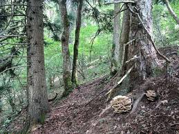 Attēlu rezultāti vaicājumam “Bondarzewia mesenterica”