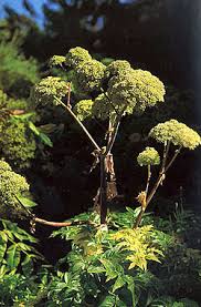 Image result for Angelica archangelica