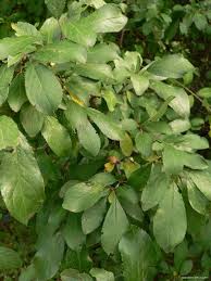 Attēlu rezultāti vaicājumam “Prunus spinosa leaf”