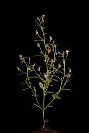 Attēlu rezultāti vaicājumam “Microrrhinum minus leaf”