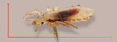 Attēlu rezultāti vaicājumam “Licea chelonoides”