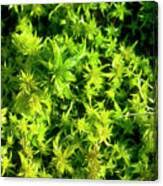 Attēlu rezultāti vaicājumam “Sphagnum squarrosum”