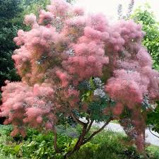 Attēlu rezultāti vaicājumam “Cotinus coggygria”