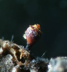 Attēlu rezultāti vaicājumam “Trichia flavicoma”