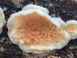 Attēlu rezultāti vaicājumam “Phlebia tremellosa”