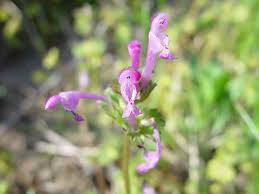 Attēlu rezultāti vaicājumam “Lamium amplexicaule”