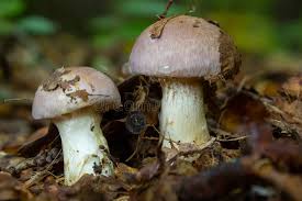 Attēlu rezultāti vaicājumam “Cortinarius traganus”