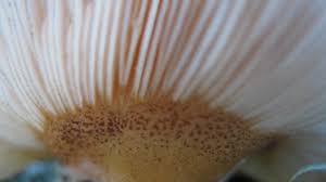 Attēlu rezultāti vaicājumam “Panellus serotinus”