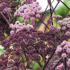 Attēlu rezultāti vaicājumam “Angelica sylvestris flower”