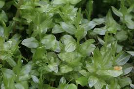 Attēlu rezultāti vaicājumam “Plagiomnium medium”