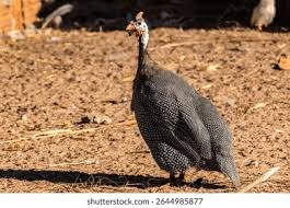 Attēlu rezultāti vaicājumam “Numida meleagris adult”