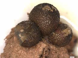 Attēlu rezultāti vaicājumam “Lycogala alisaulianovae”