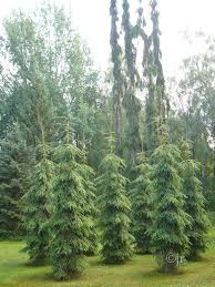 Attēlu rezultāti vaicājumam “Picea abies leaf”