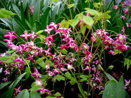 Attēlu rezultāti vaicājumam “Epimedium alpinum”