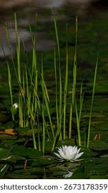 Attēlu rezultāti vaicājumam “Nymphaea candida leaf”