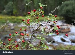 Attēlu rezultāti vaicājumam “Rosa villosa”