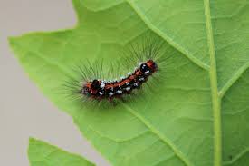 Attēlu rezultāti vaicājumam “Euproctis similis”