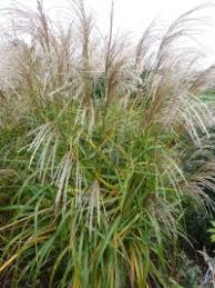 Image result for Miscanthus sinensis Zebrina