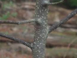 Attēlu rezultāti vaicājumam “Frangula alnus bud”