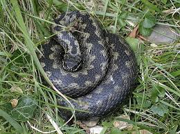 Attēlu rezultāti vaicājumam “Vipera berus”