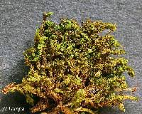 Attēlu rezultāti vaicājumam “Barbula unguiculata macro”