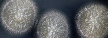 Attēlu rezultāti vaicājumam “Didymium aggregatum macro”