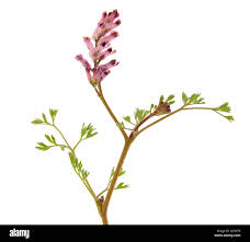 Attēlu rezultāti vaicājumam “Fumaria officinalis flower”