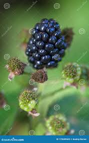 Attēlu rezultāti vaicājumam “Rubus nessensis fruit”