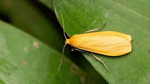 Attēlu rezultāti vaicājumam “Eilema sororcula”