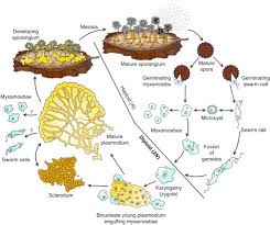 Attēlu rezultāti vaicājumam “Diachea leucopodia young”