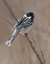 Image result for Emberiza pallasi