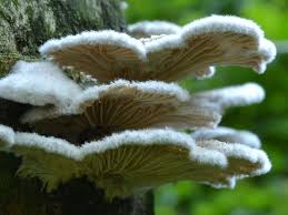 Attēlu rezultāti vaicājumam “Schizophyllum commune”