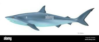 Image result for Scylliogaleus quecketti