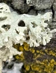 Attēlu rezultāti vaicājumam “Hypogymnia tubulosa”