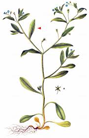 Attēlu rezultāti vaicājumam “Myosotis sparsiflora”