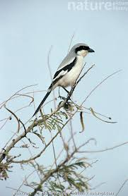 Attēlu rezultāti vaicājumam “Lanius excubitor adult”