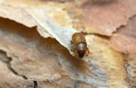 Attēlu rezultāti vaicājumam “Tomicus minor”