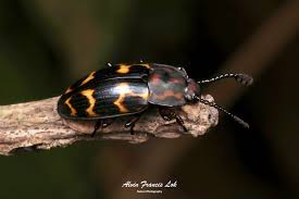 Attēlu rezultāti vaicājumam “Erotylidae”