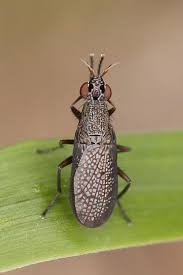 Attēlu rezultāti vaicājumam “Coremacera marginata”