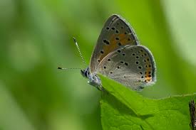 Attēlu rezultāti vaicājumam “Lycaena hippothoe underside”