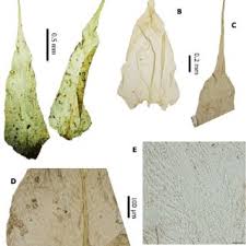Attēlu rezultāti vaicājumam “Scardia boletella exuvia”